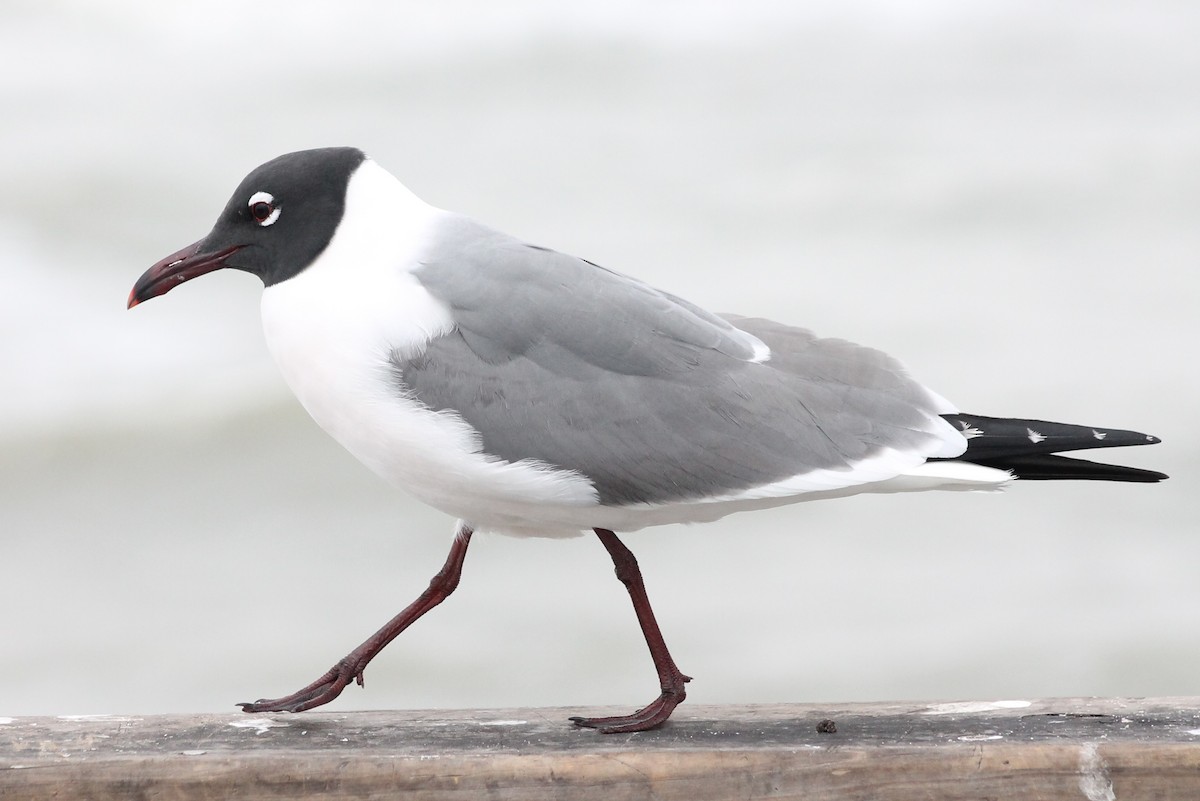 Mouette atricille - ML126730121