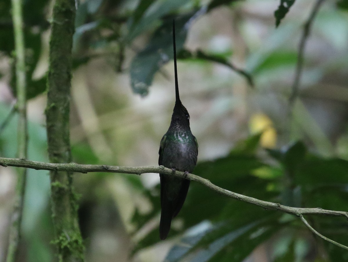 Sword-billed Hummingbird - Carol Ortenzio