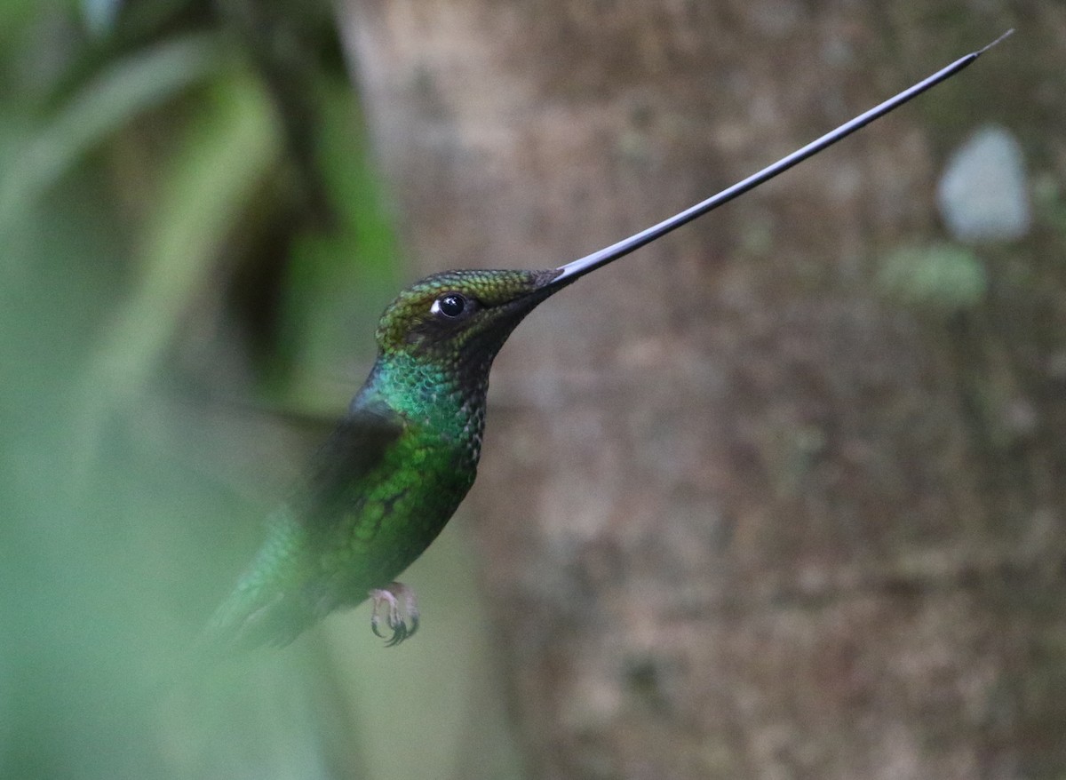 Sword-billed Hummingbird - ML126730161