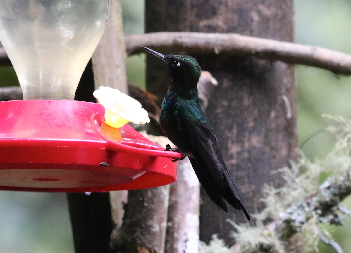 Sapphire-vented Puffleg - Carol Ortenzio