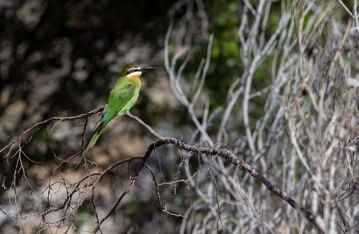 Madagascar Bee-eater - ML126730581