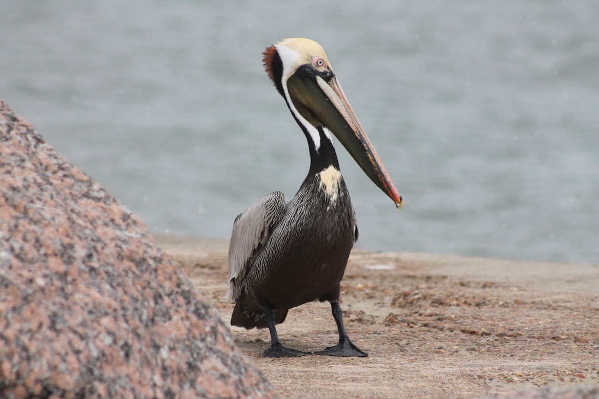 Brown Pelican - Corey Lange