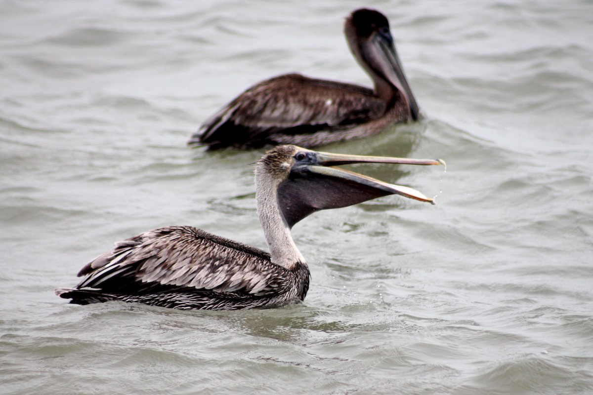 Brown Pelican - Corey Lange