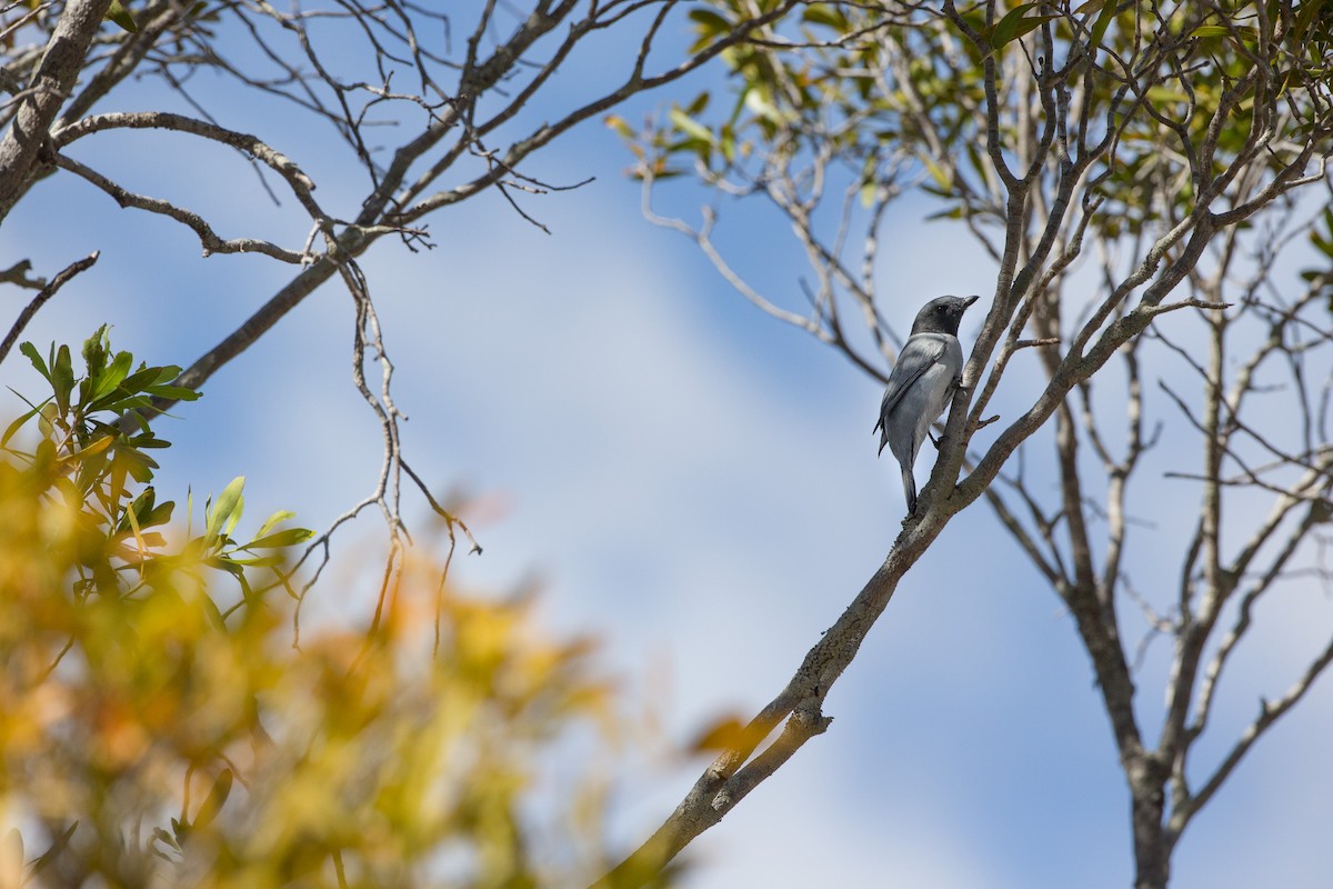 Madagascar Cuckooshrike - ML126730771