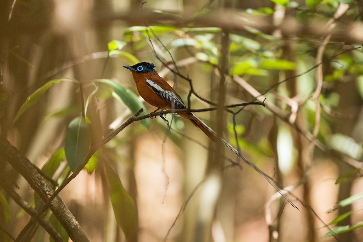 Malagasy Paradise-Flycatcher - ML126730811