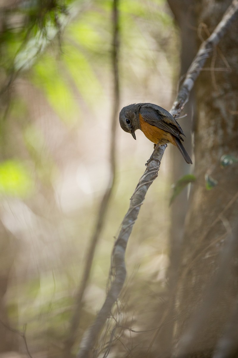 Forest Rock-Thrush - ML126731161