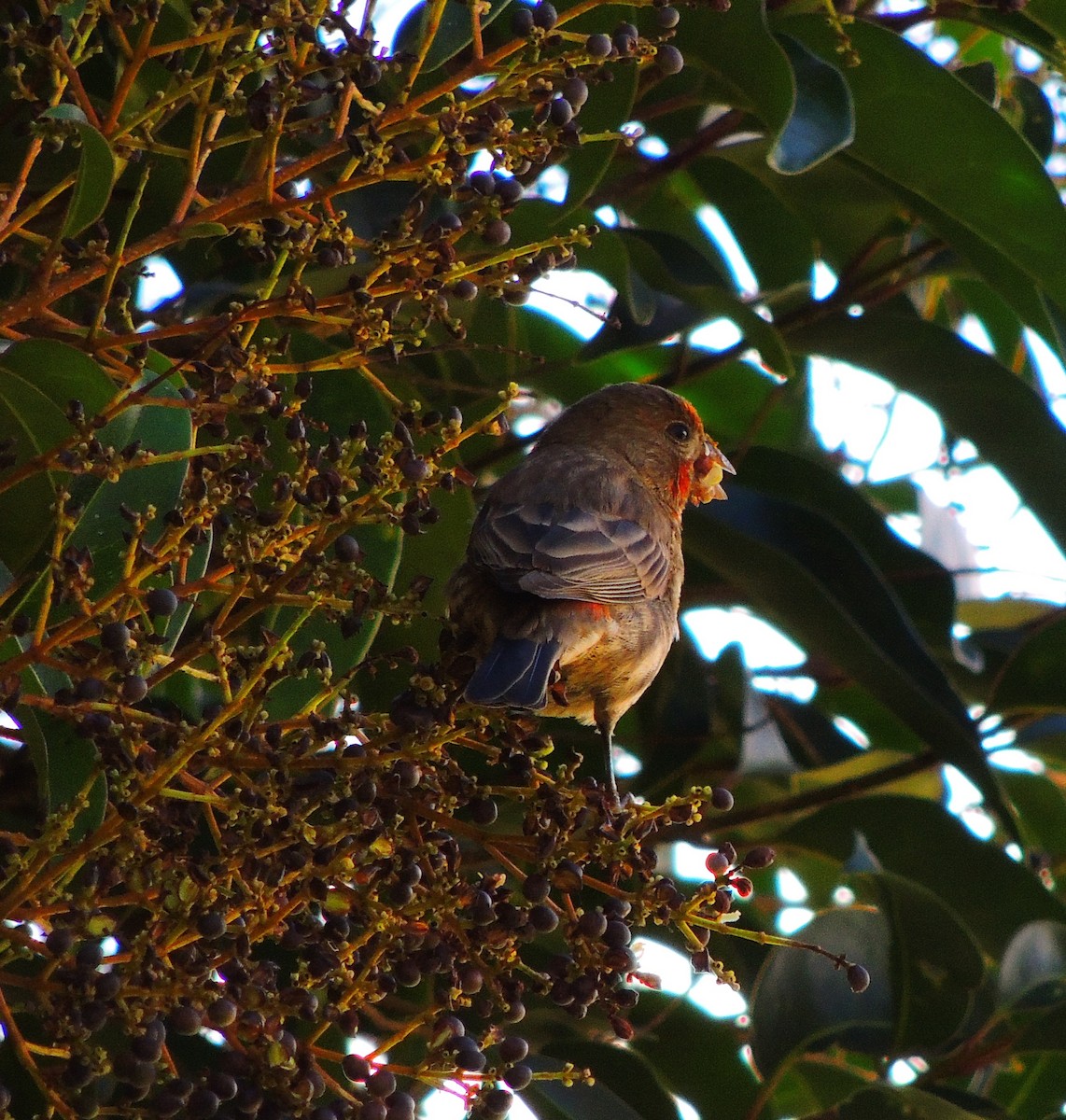 House Finch - ML126731591