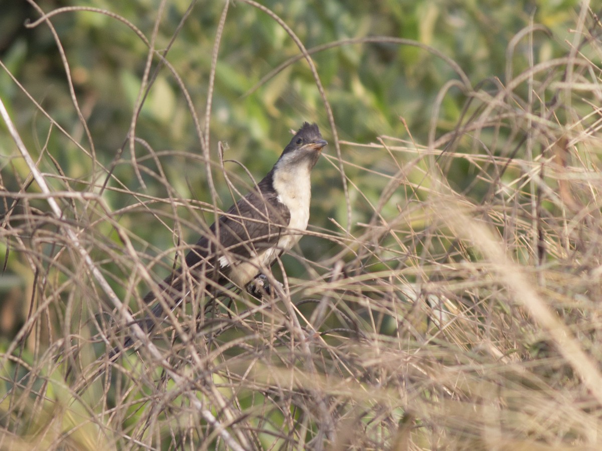 Pied Cuckoo - Mohak Katvi