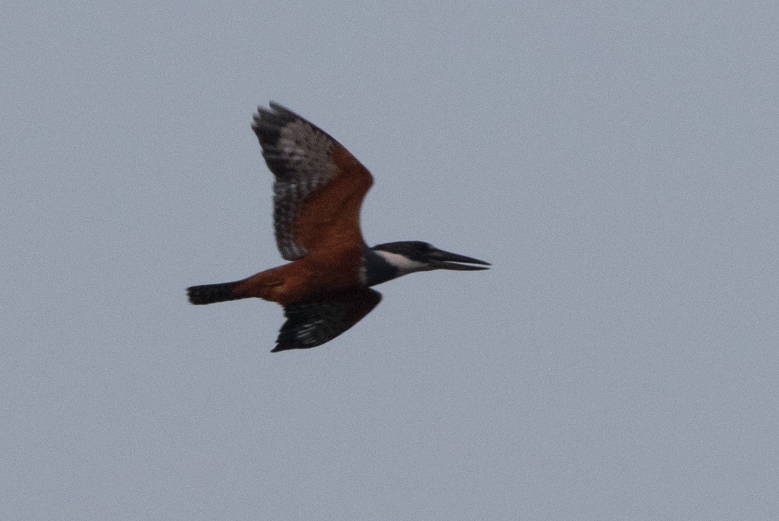 Ringed Kingfisher - ML126734351