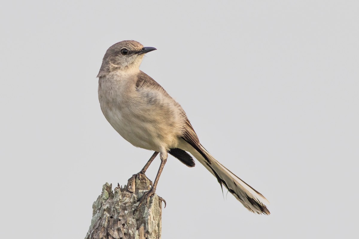 Northern Mockingbird - ML126736731