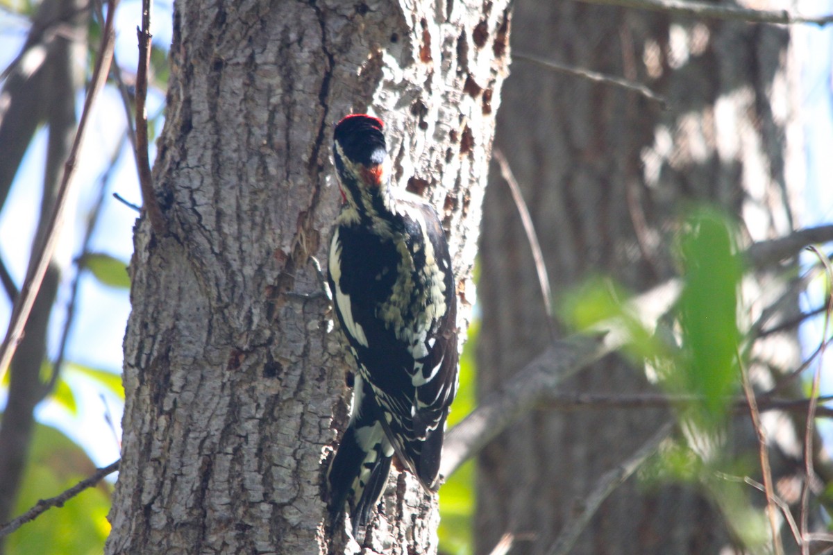 Red-naped Sapsucker - ML126736961