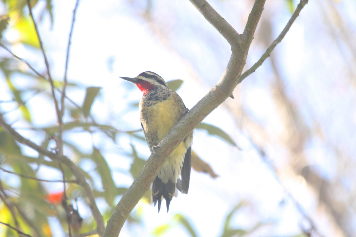 Red-naped Sapsucker - ML126736991