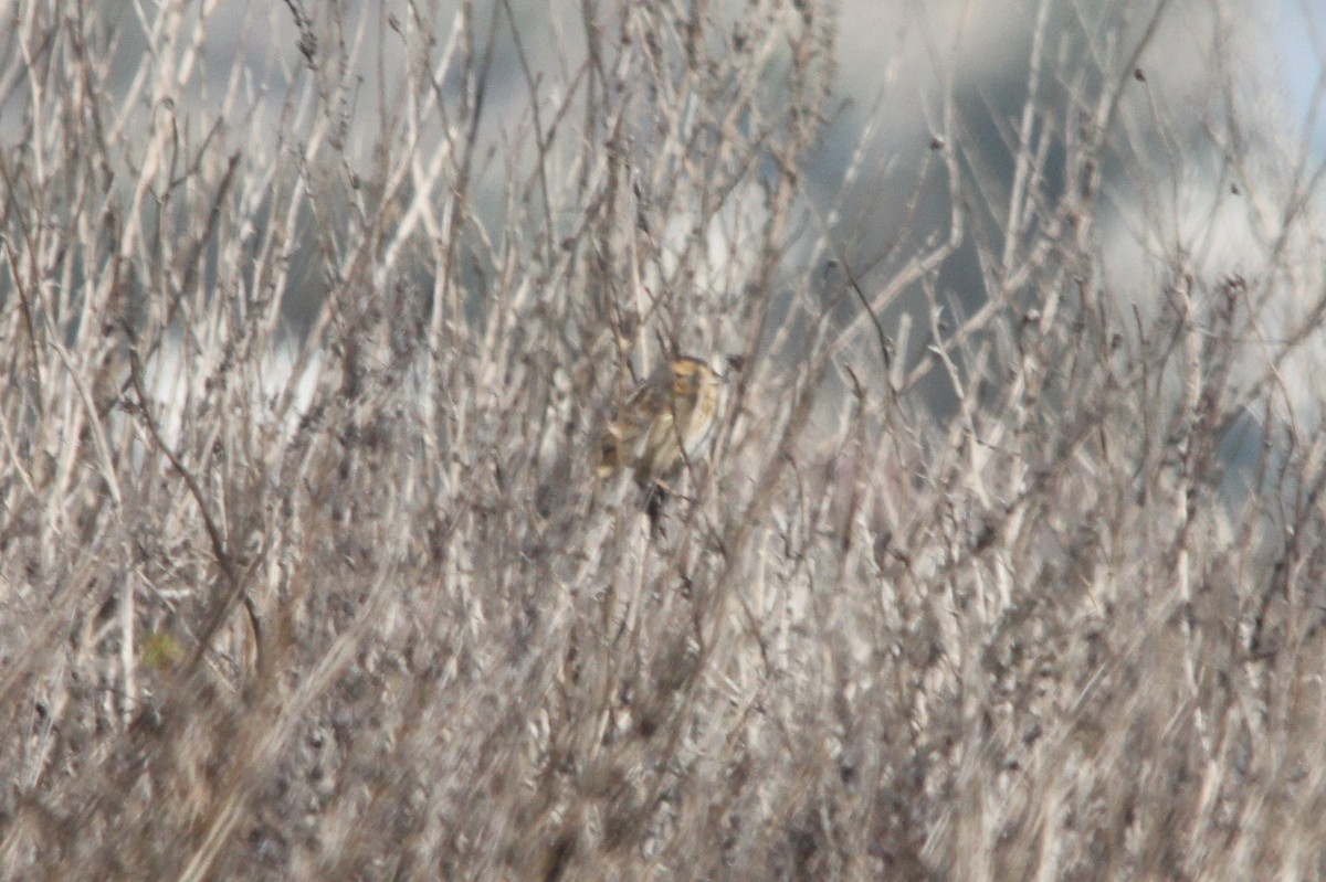 Nelson's Sparrow - Thomas Ford-Hutchinson