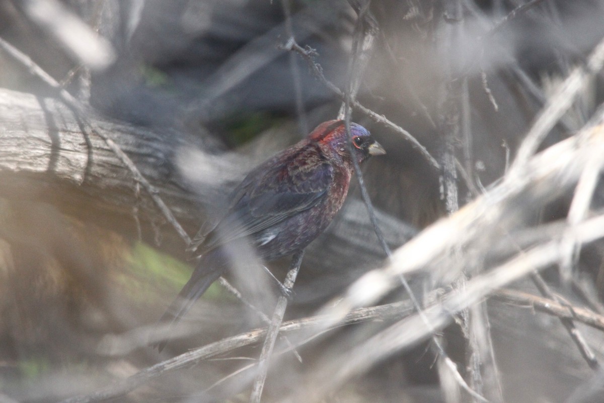 Varied Bunting - ML126738741