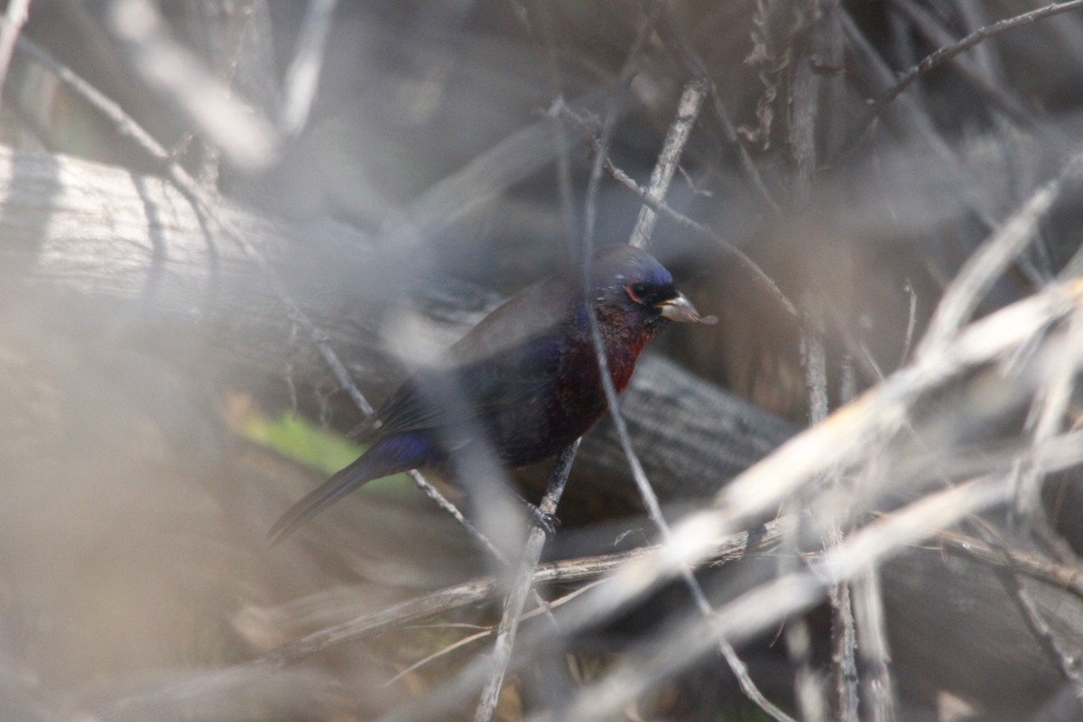 Azulillo Morado - ML126738761