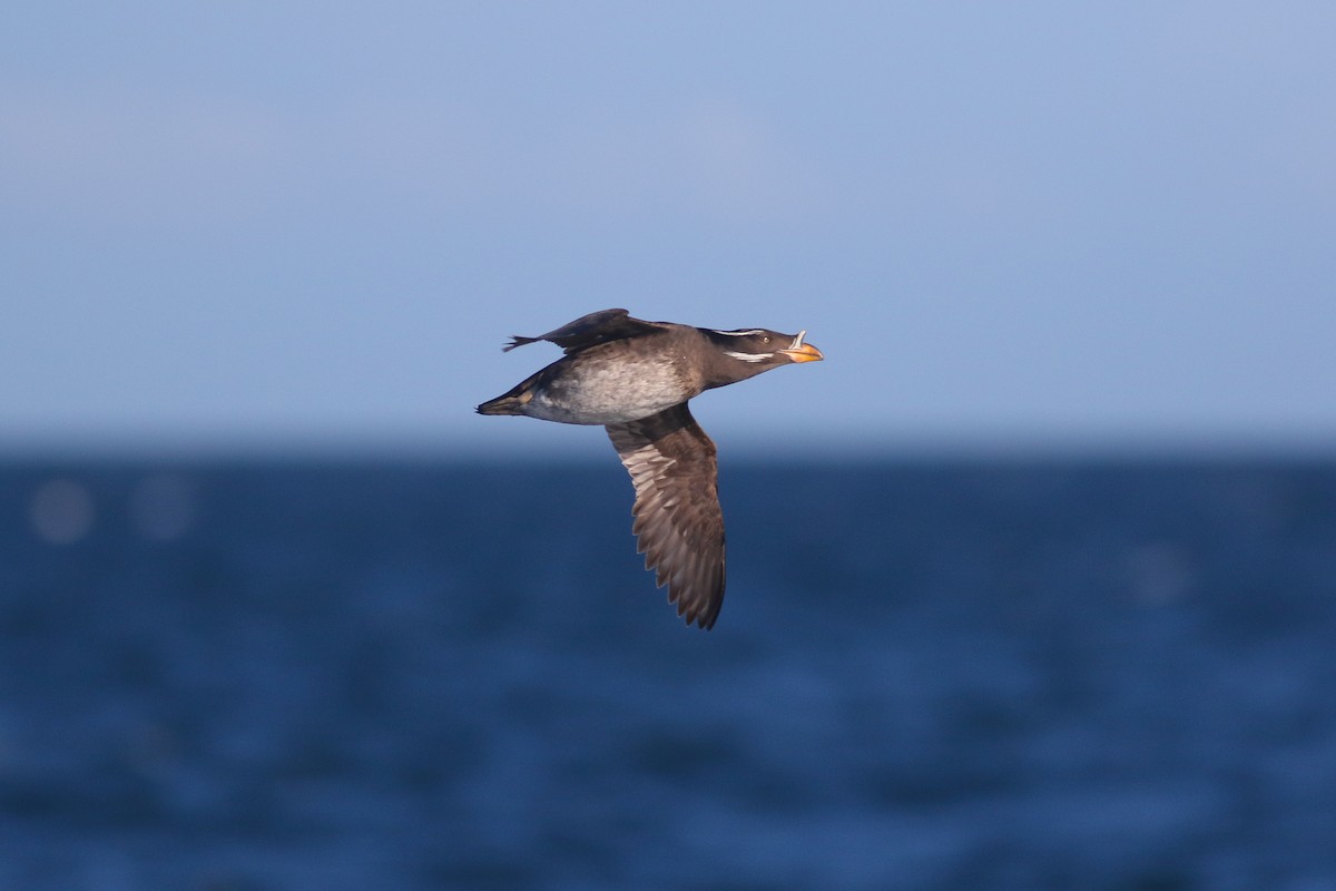Rhinoceros Auklet - Thomas Ford-Hutchinson