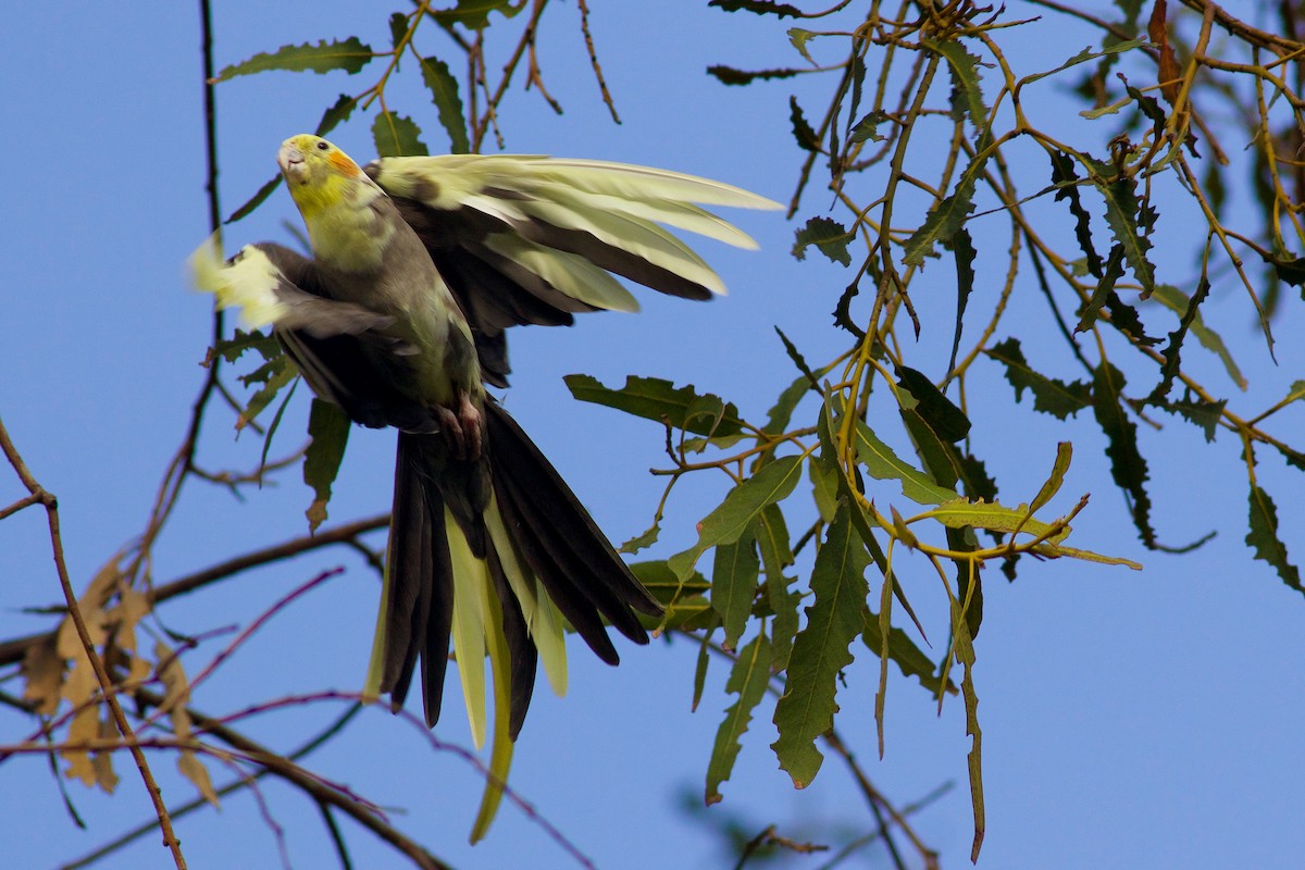 Cockatiel (Domestic type) - ML126741641