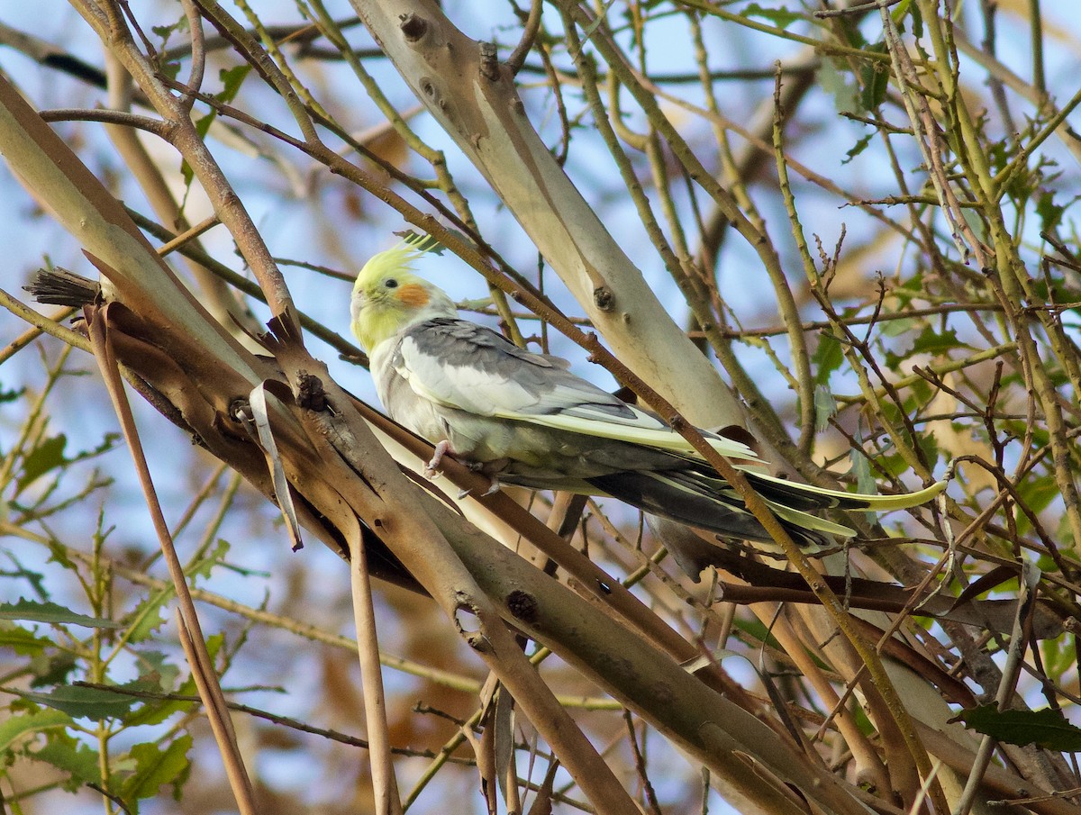 Cockatiel (Domestic type) - ML126741651