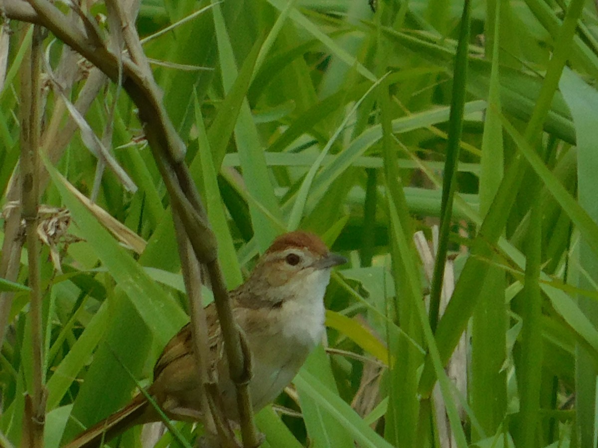 Tawny Grassbird - ML126741731