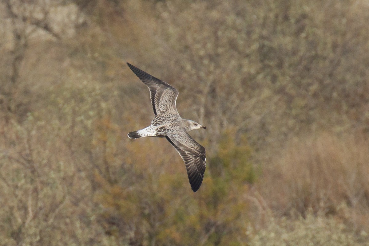 Gaviota Sombría (heuglini) - ML126743701