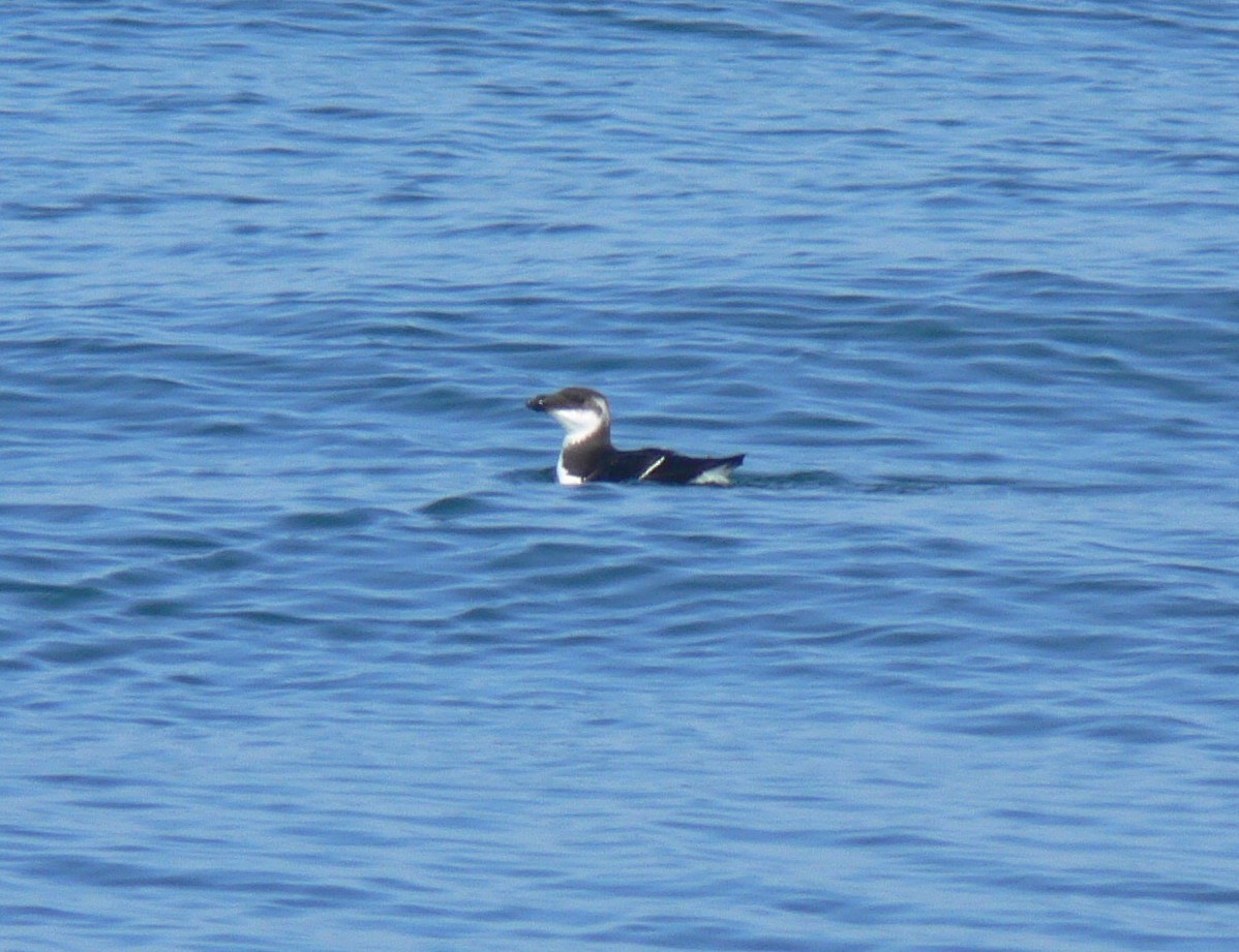 Razorbill - ML126744021