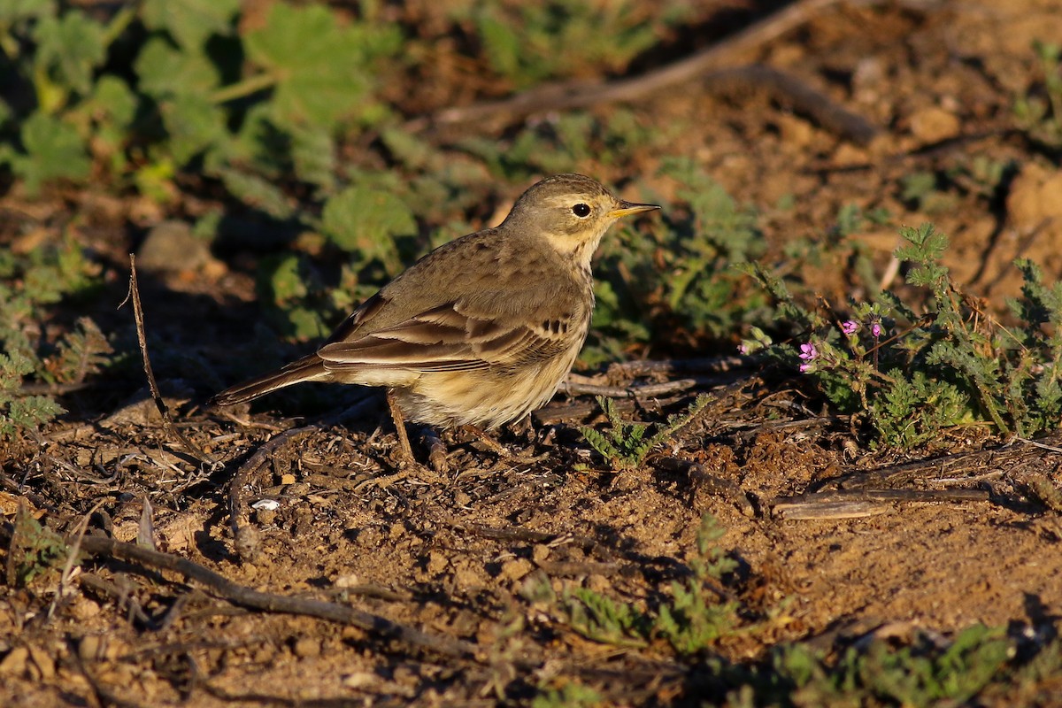 American Pipit - ML126744641