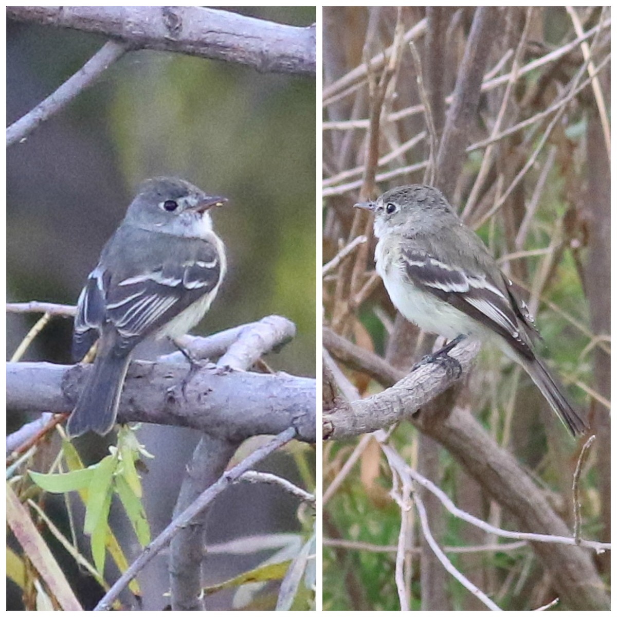 Least Flycatcher - ML126744901