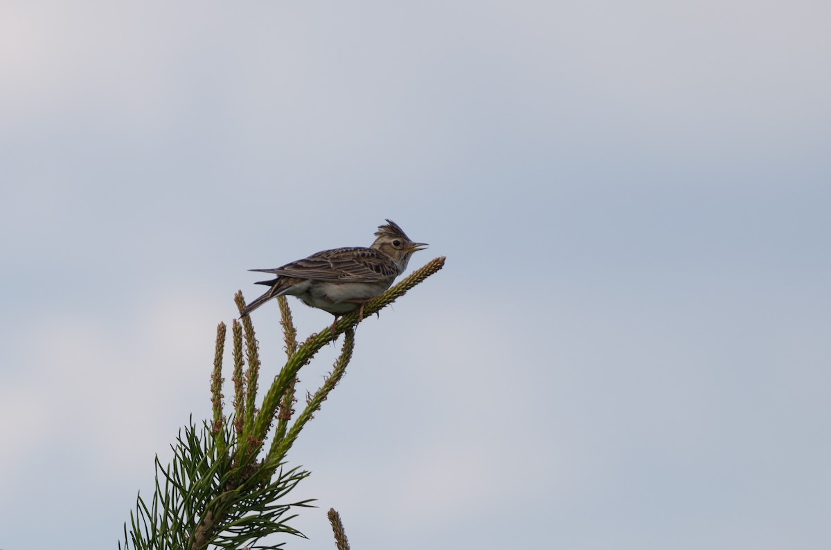 Eurasian Skylark (European) - ML126745291