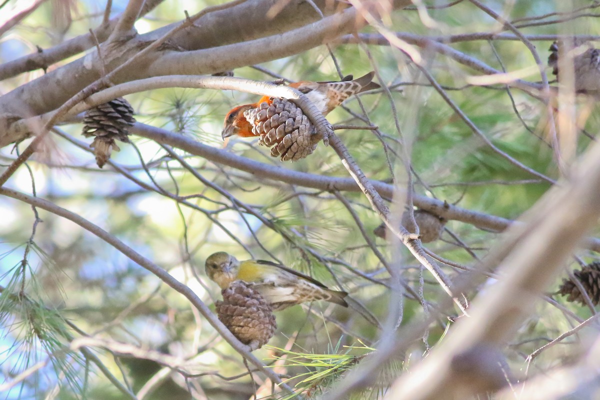 Red Crossbill (Western Hemlock or type 3) - ML126745531