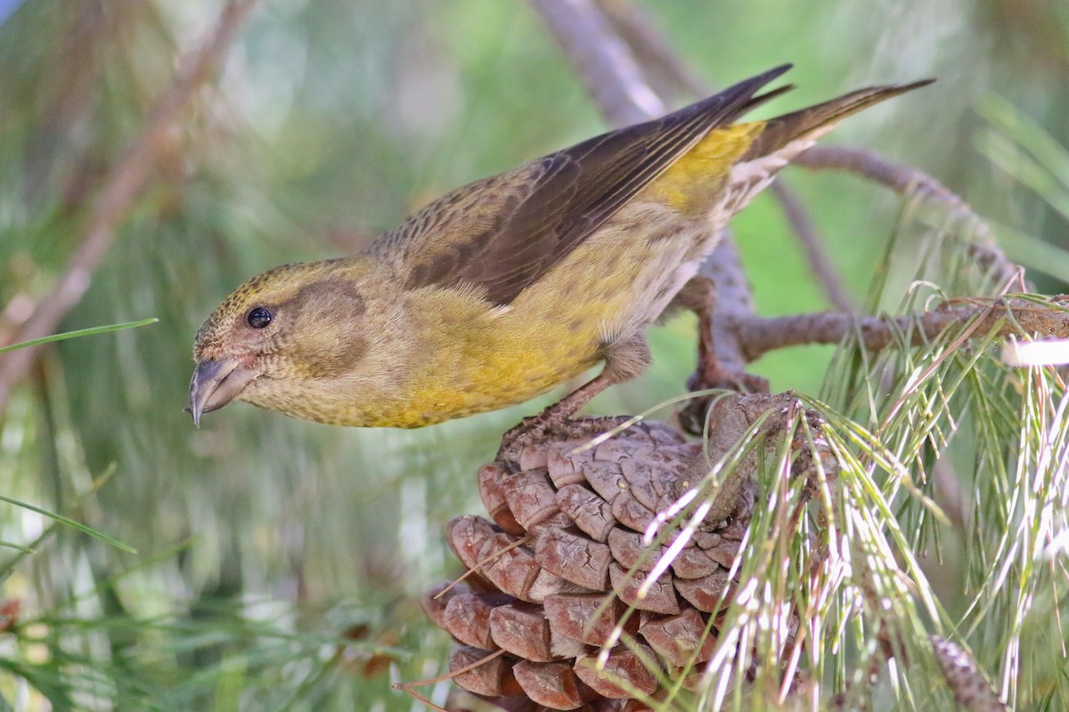 Red Crossbill (Western Hemlock or type 3) - Thomas Ford-Hutchinson