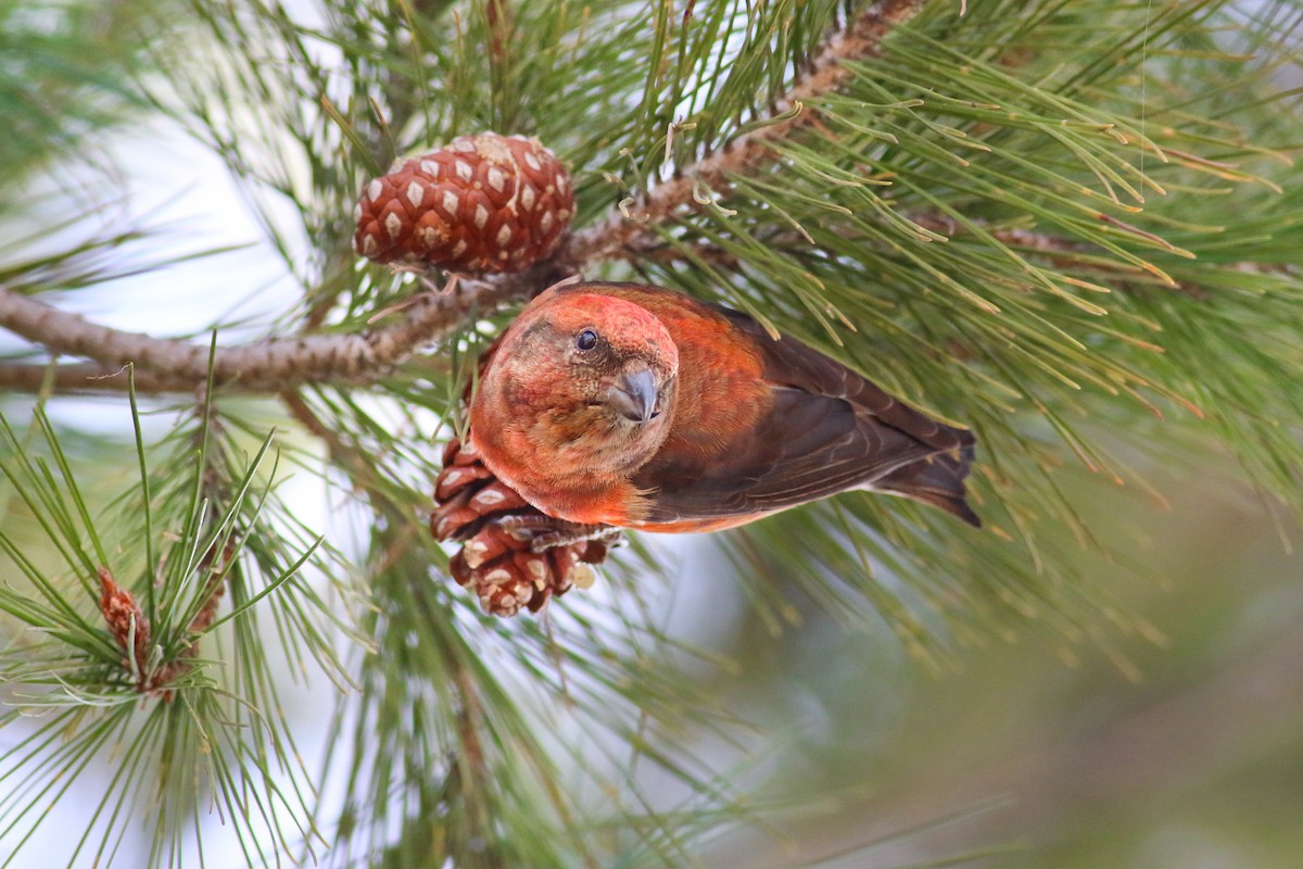 Red Crossbill (Western Hemlock or type 3) - ML126745591