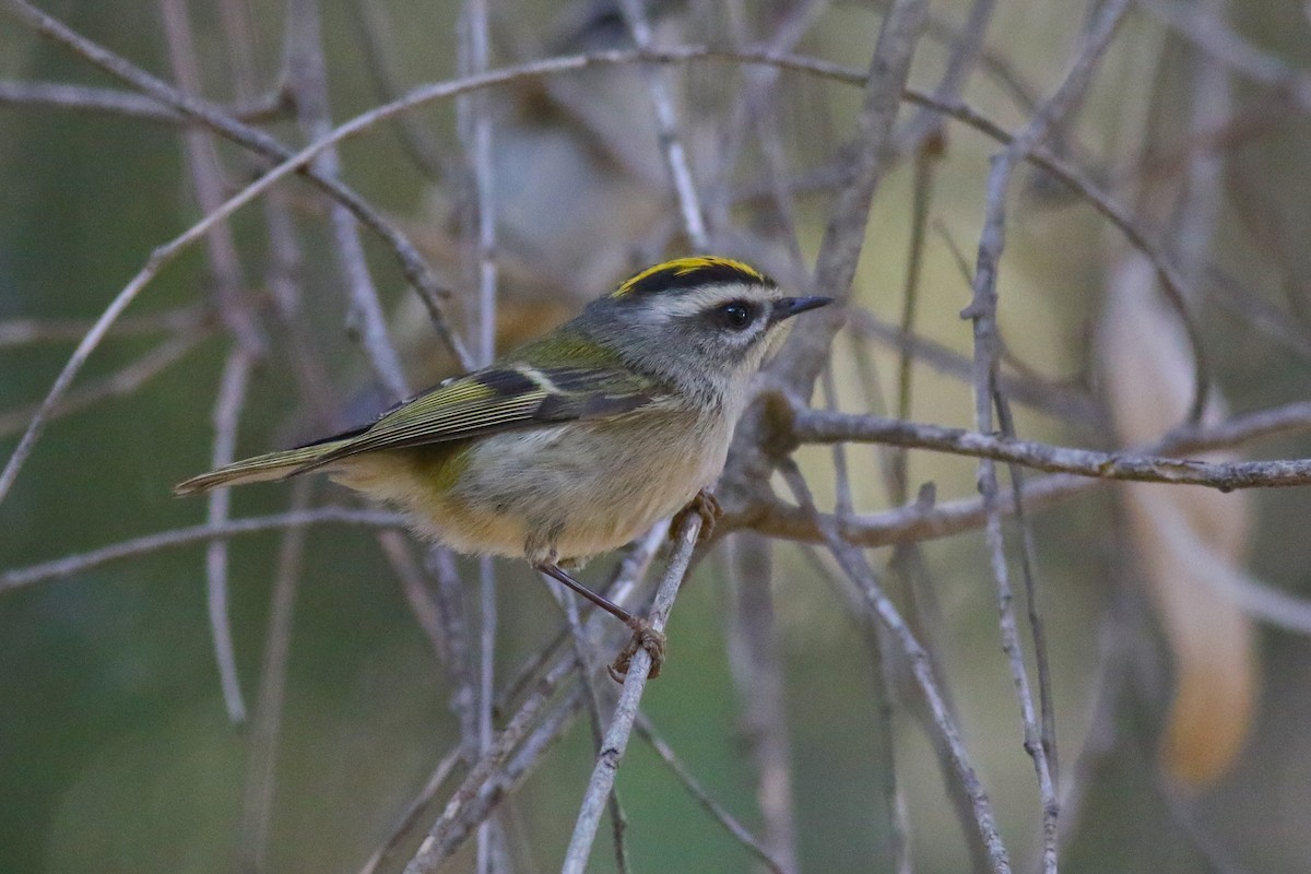 Golden-crowned Kinglet - ML126745921