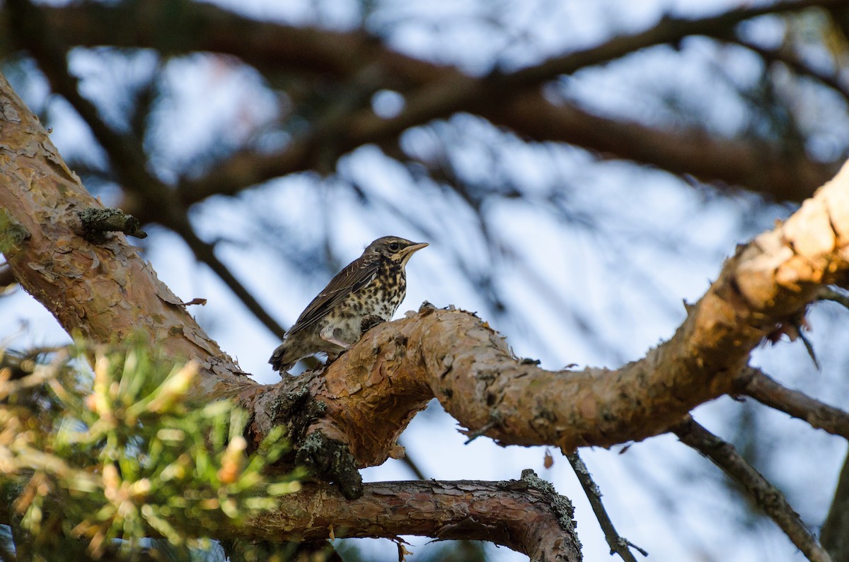 Fieldfare - ML126746091