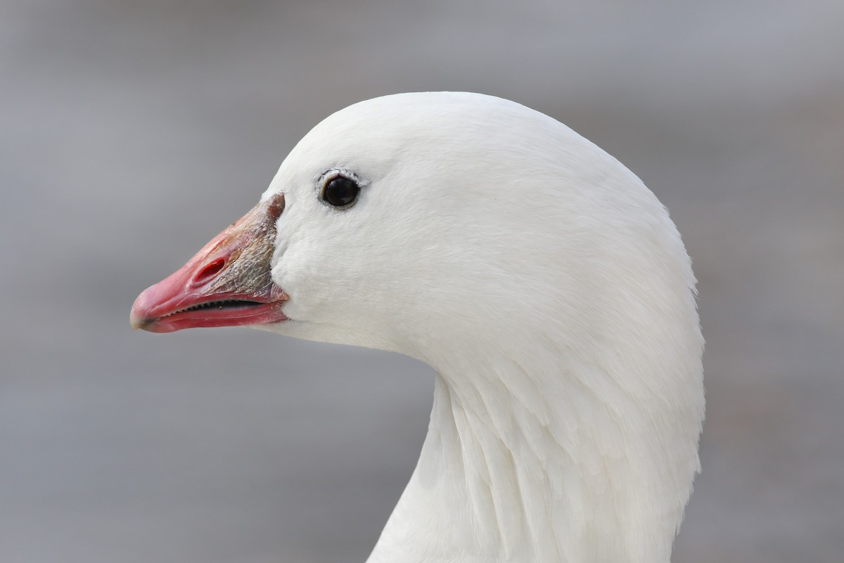 Ross's Goose - Thomas Ford-Hutchinson