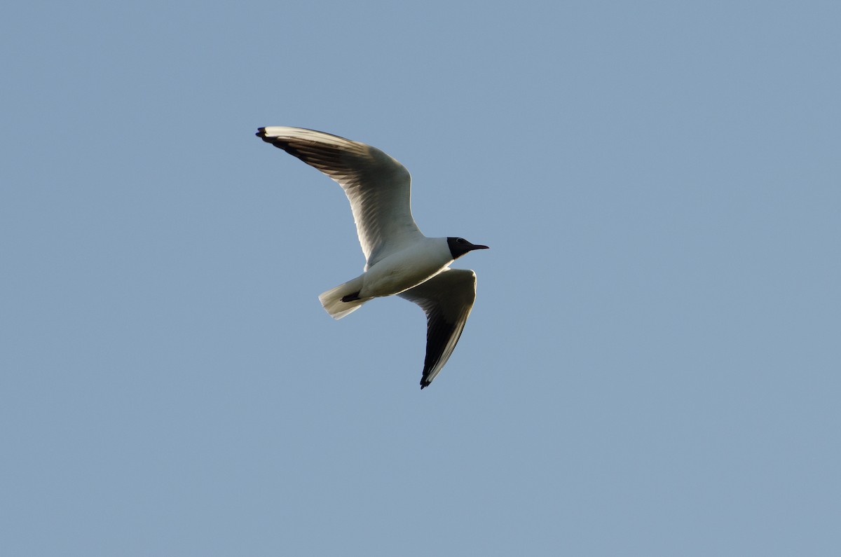 Black-headed Gull - ML126746151