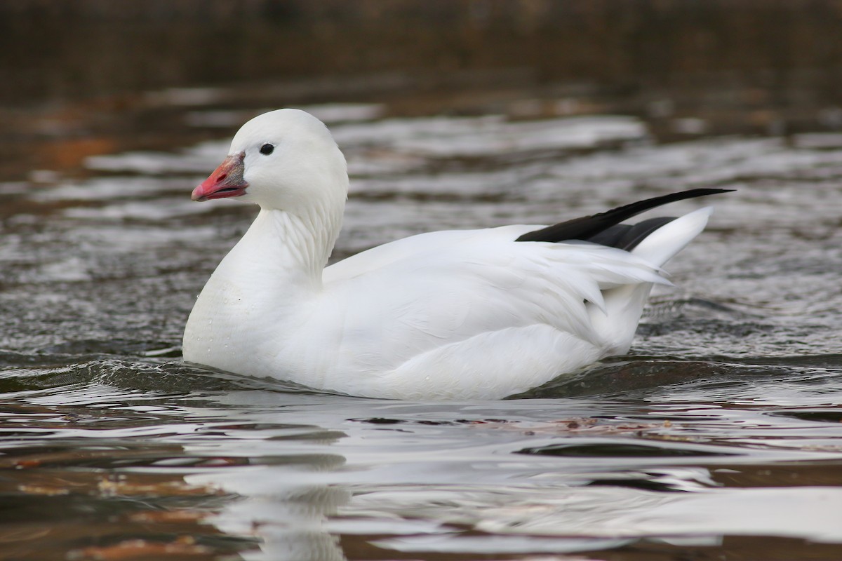 Ross's Goose - Thomas Ford-Hutchinson