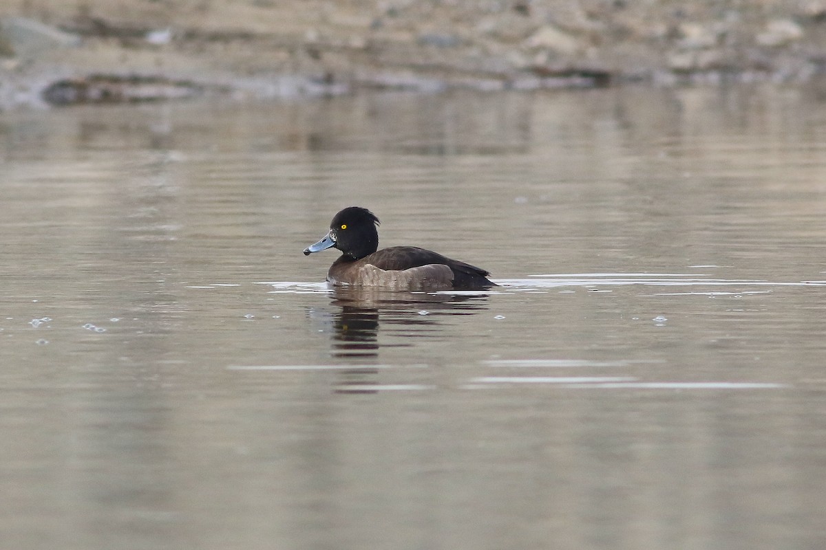 Tufted Duck - ML126746231