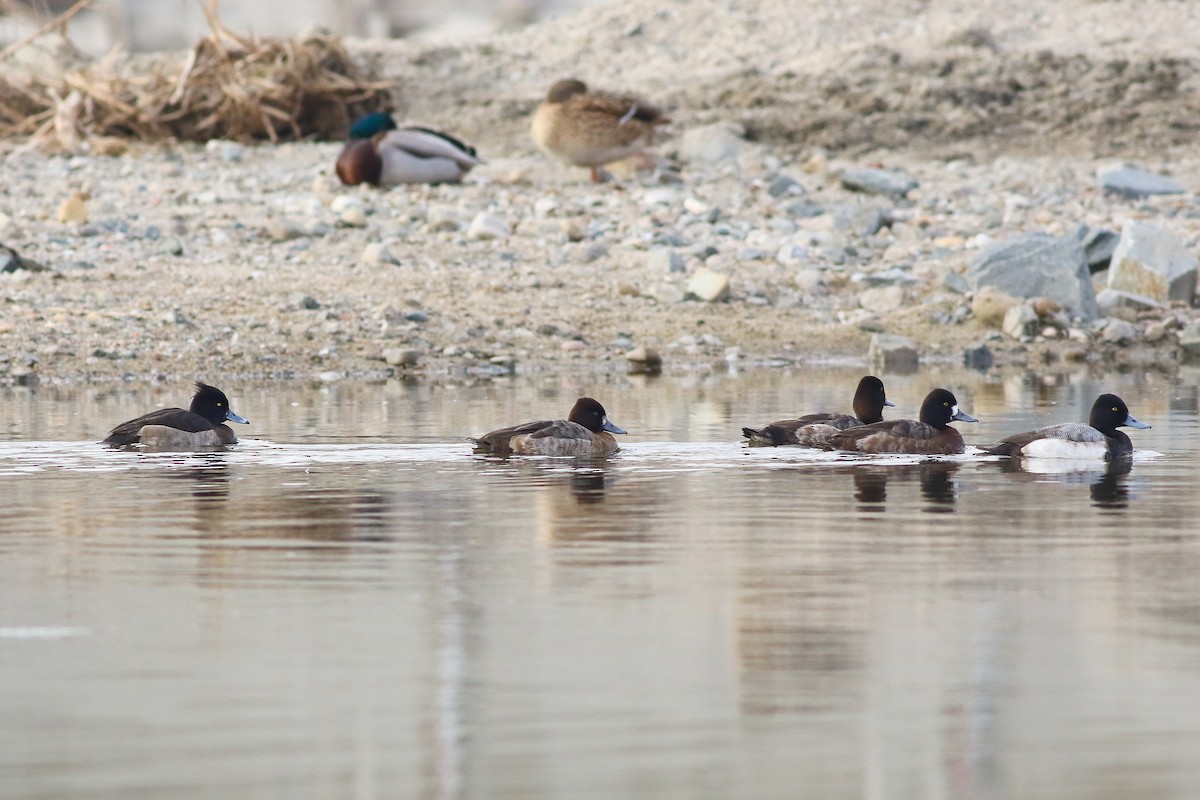 Tufted Duck - ML126746241