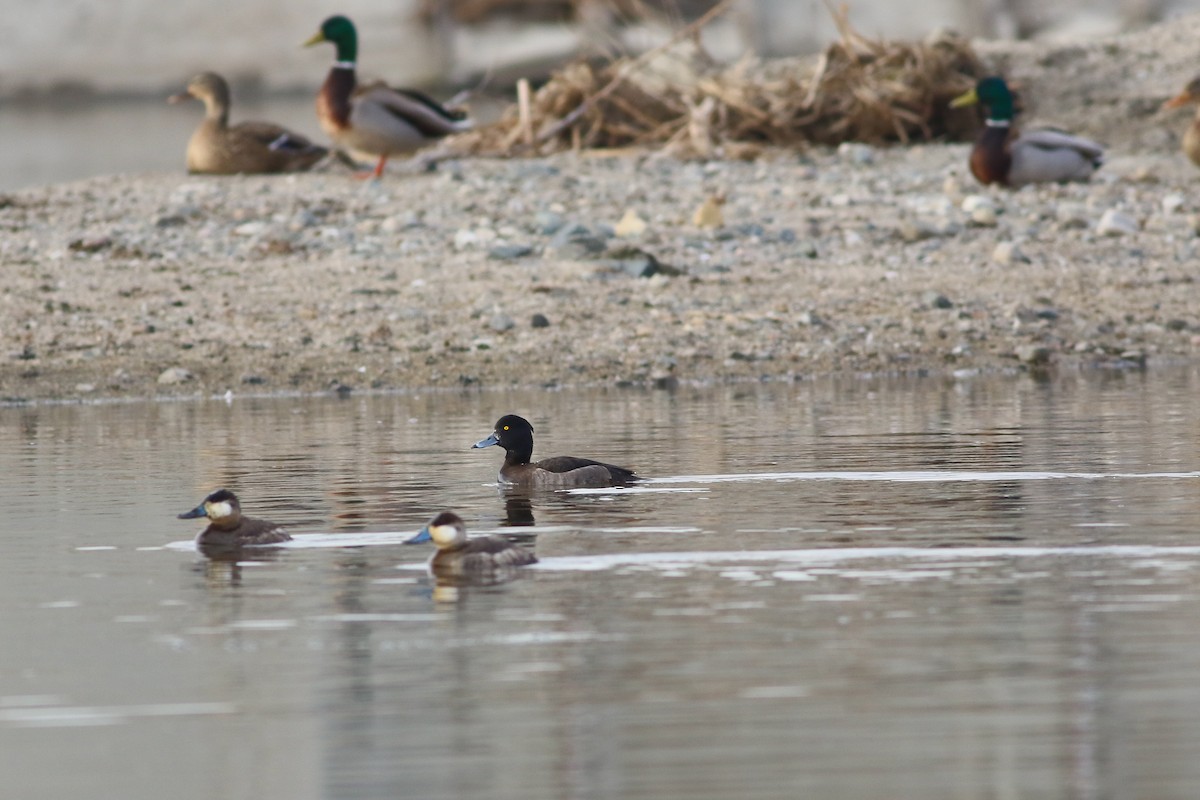 Tufted Duck - ML126746251