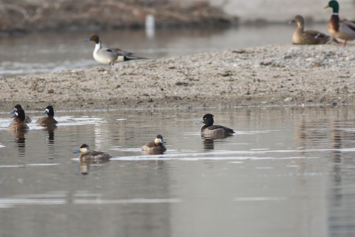 Tufted Duck - ML126746261