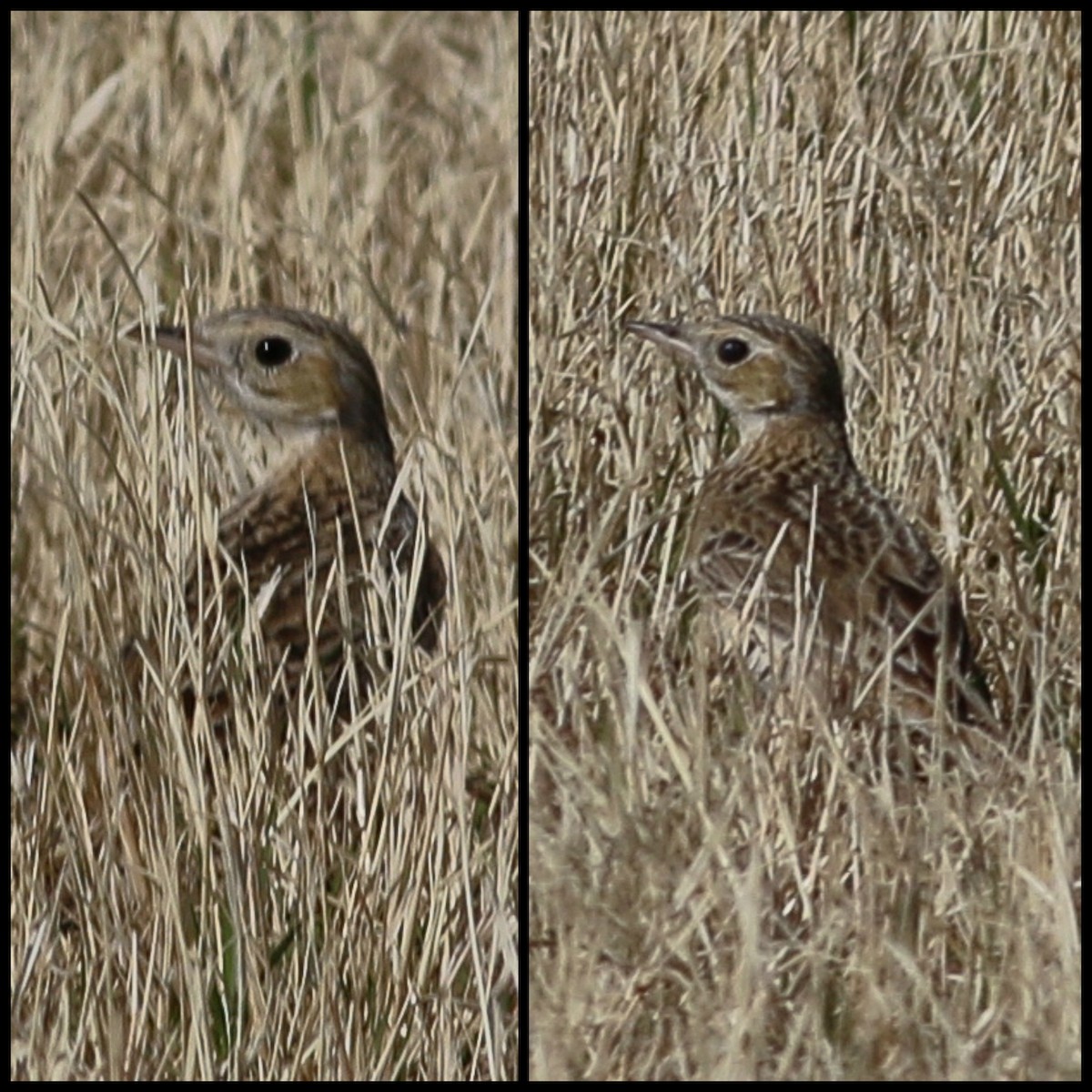 Sprague's Pipit - ML126746431