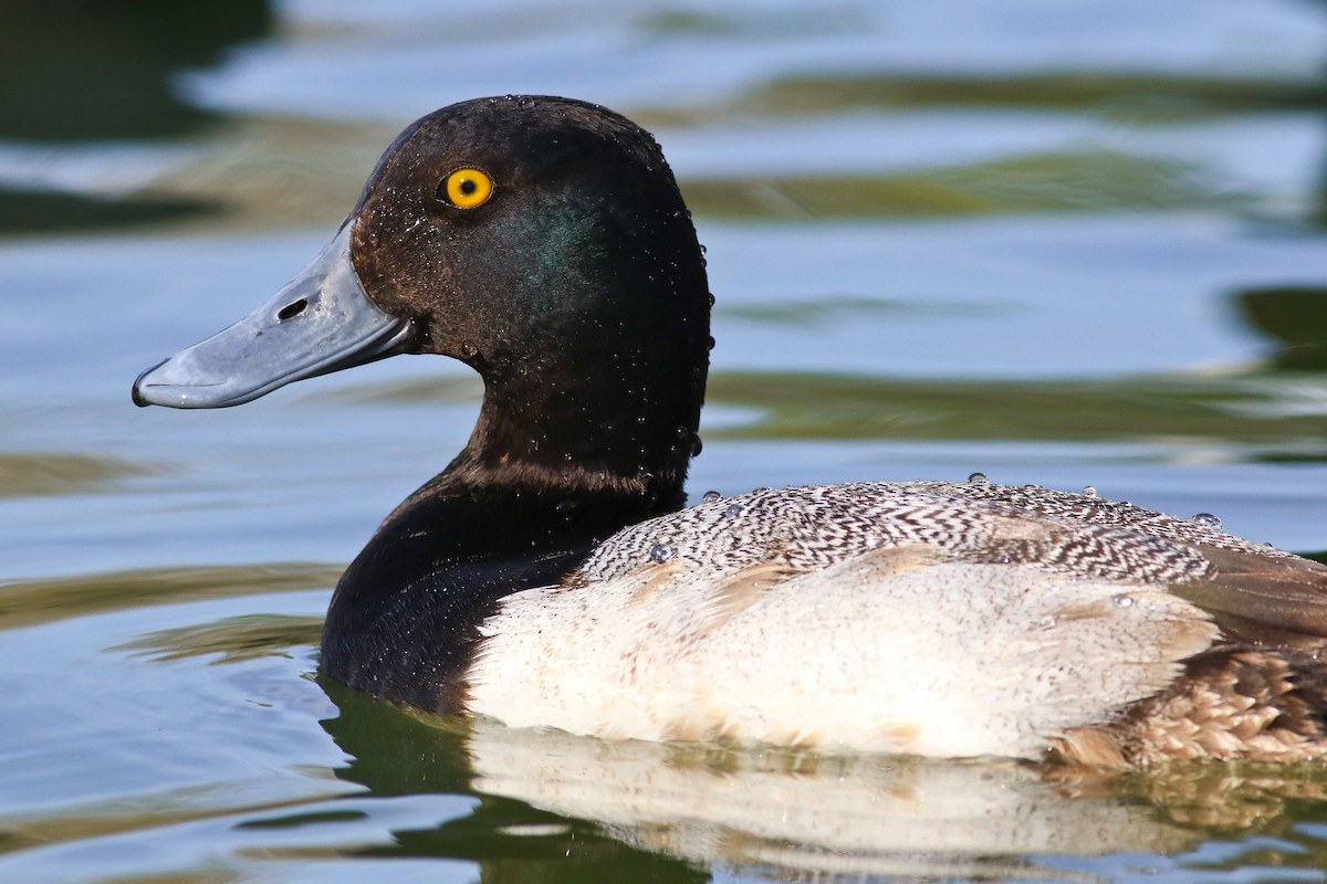 Lesser Scaup - ML126746671