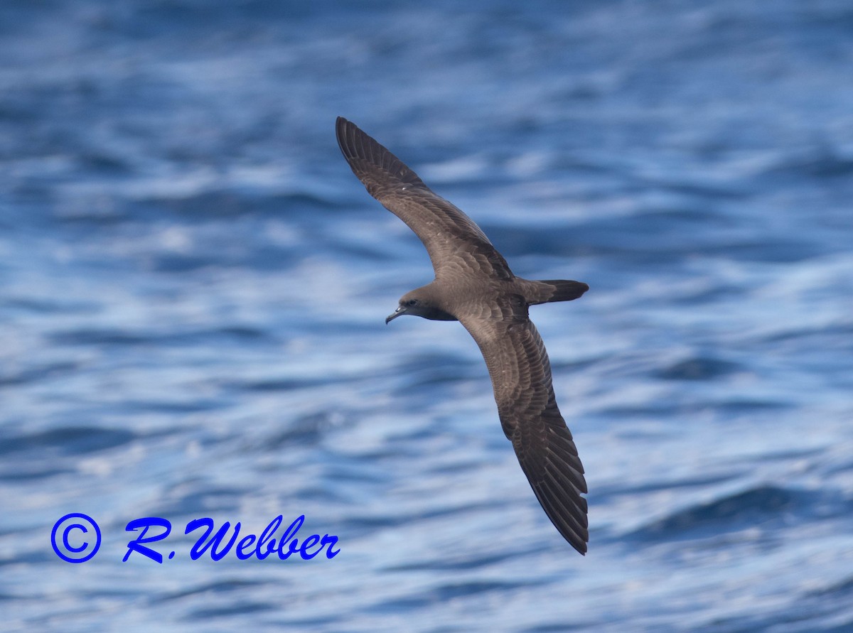 Wedge-tailed Shearwater - Richard Webber