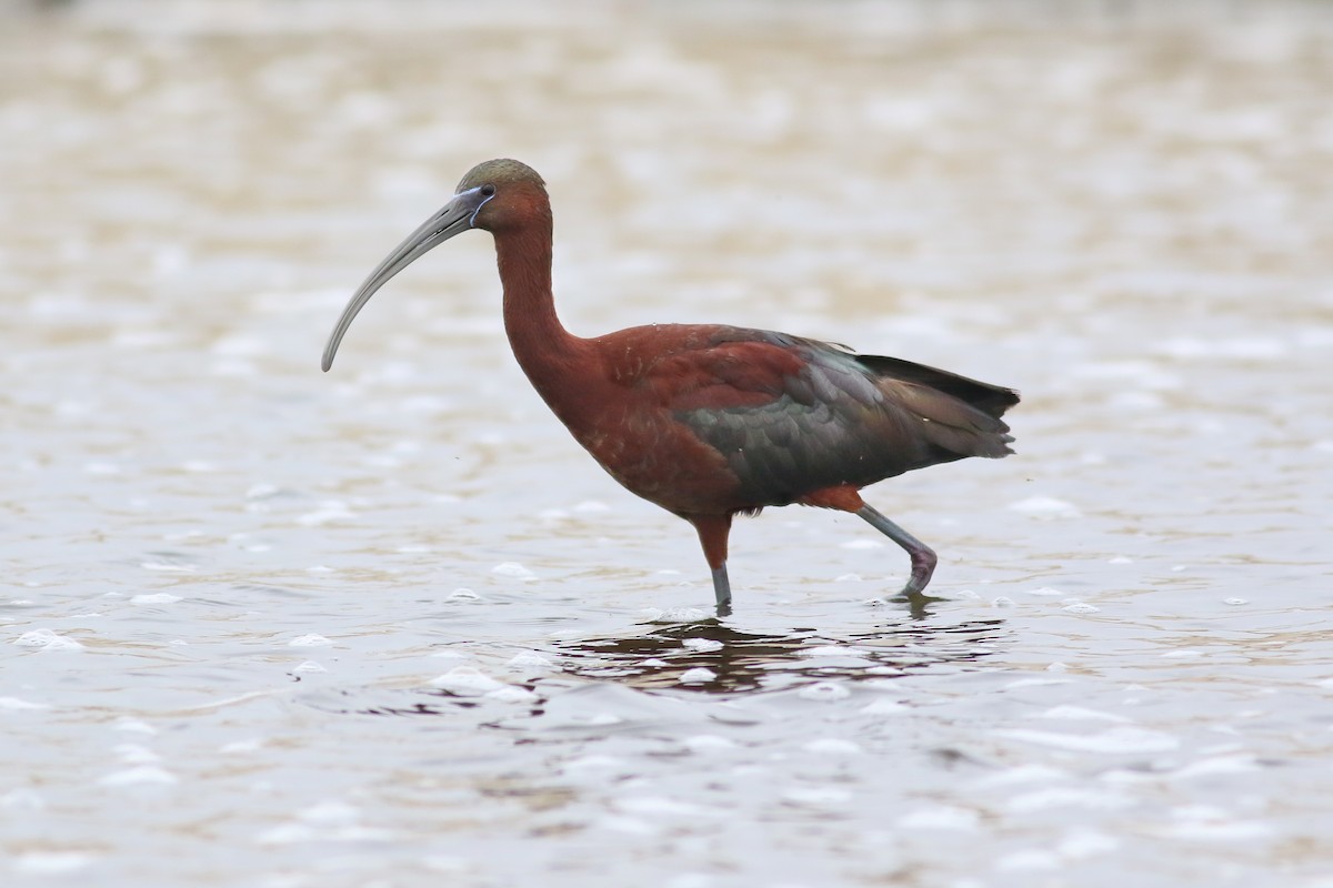 Ibis falcinelle - ML126747591