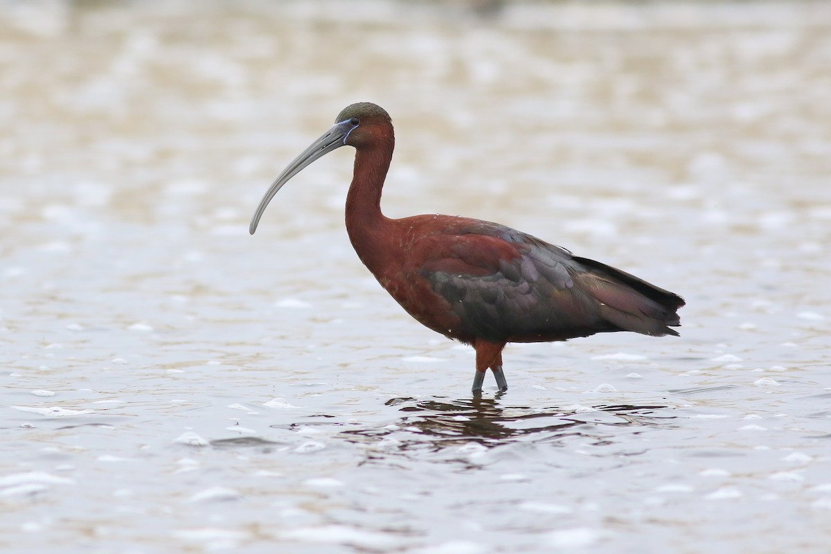 Ibis falcinelle - ML126747611