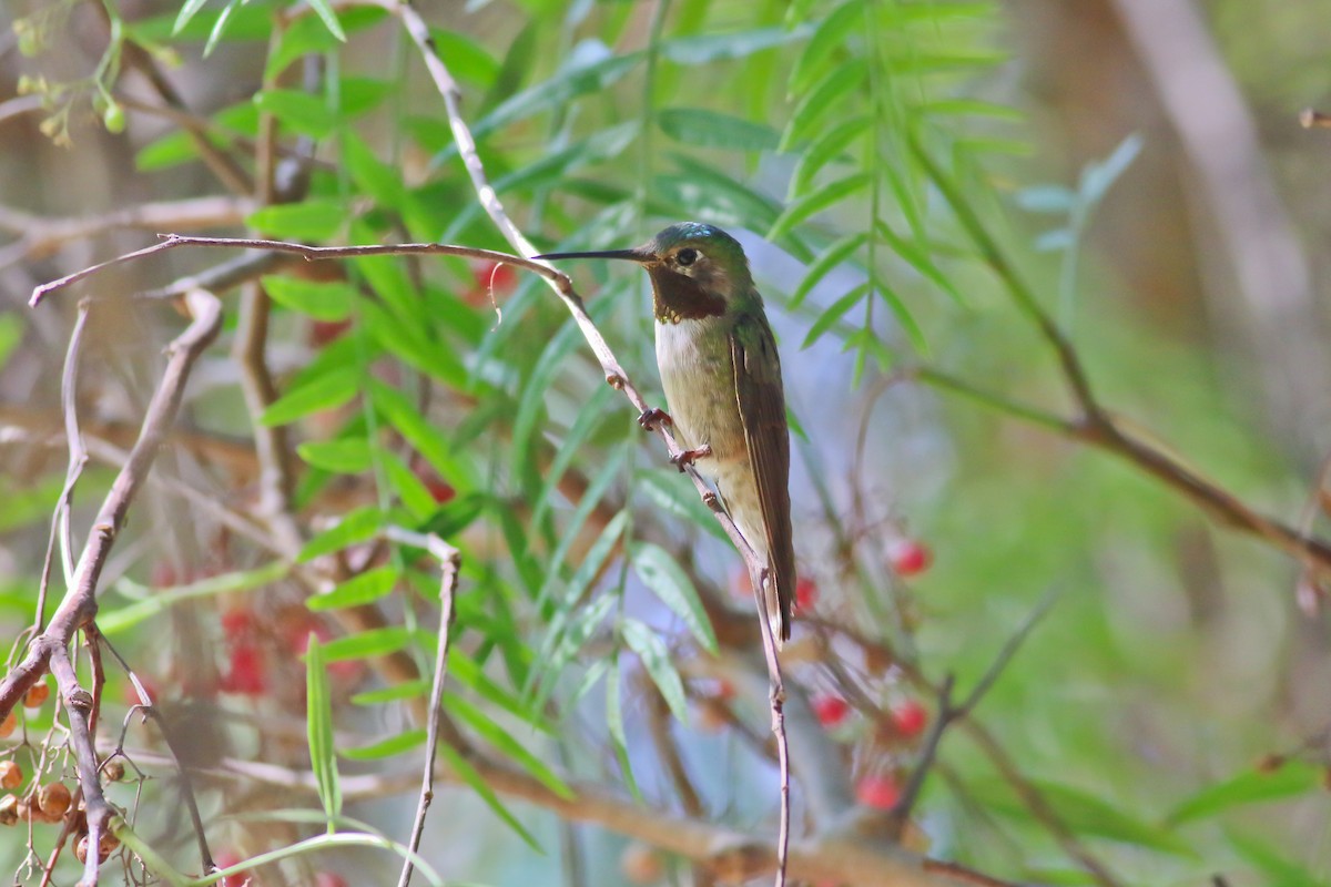 Broad-tailed Hummingbird - ML126747731