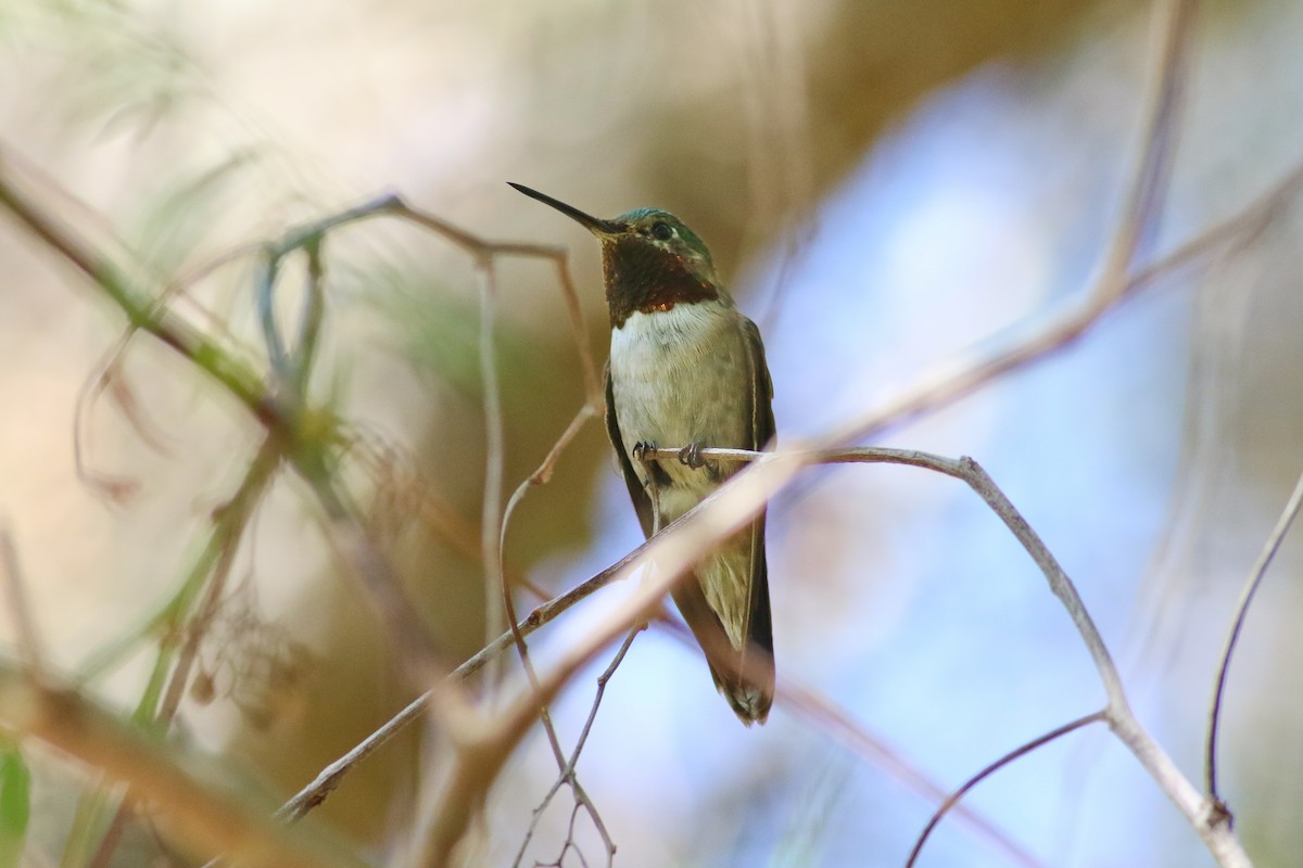 Broad-tailed Hummingbird - ML126747741