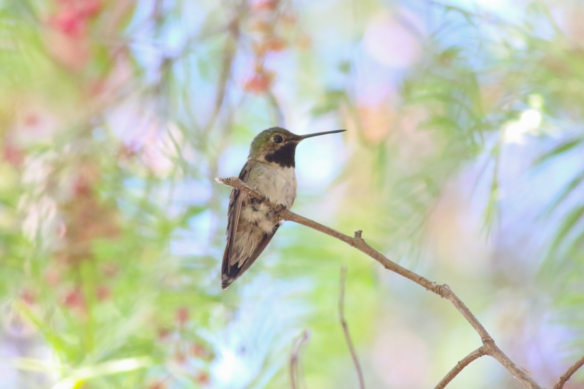 Broad-tailed Hummingbird - ML126747761