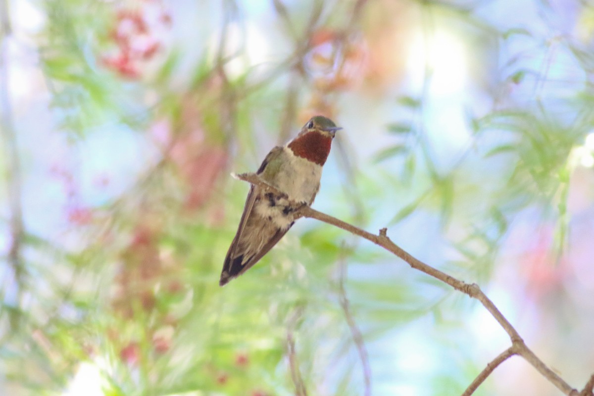 Broad-tailed Hummingbird - ML126747771