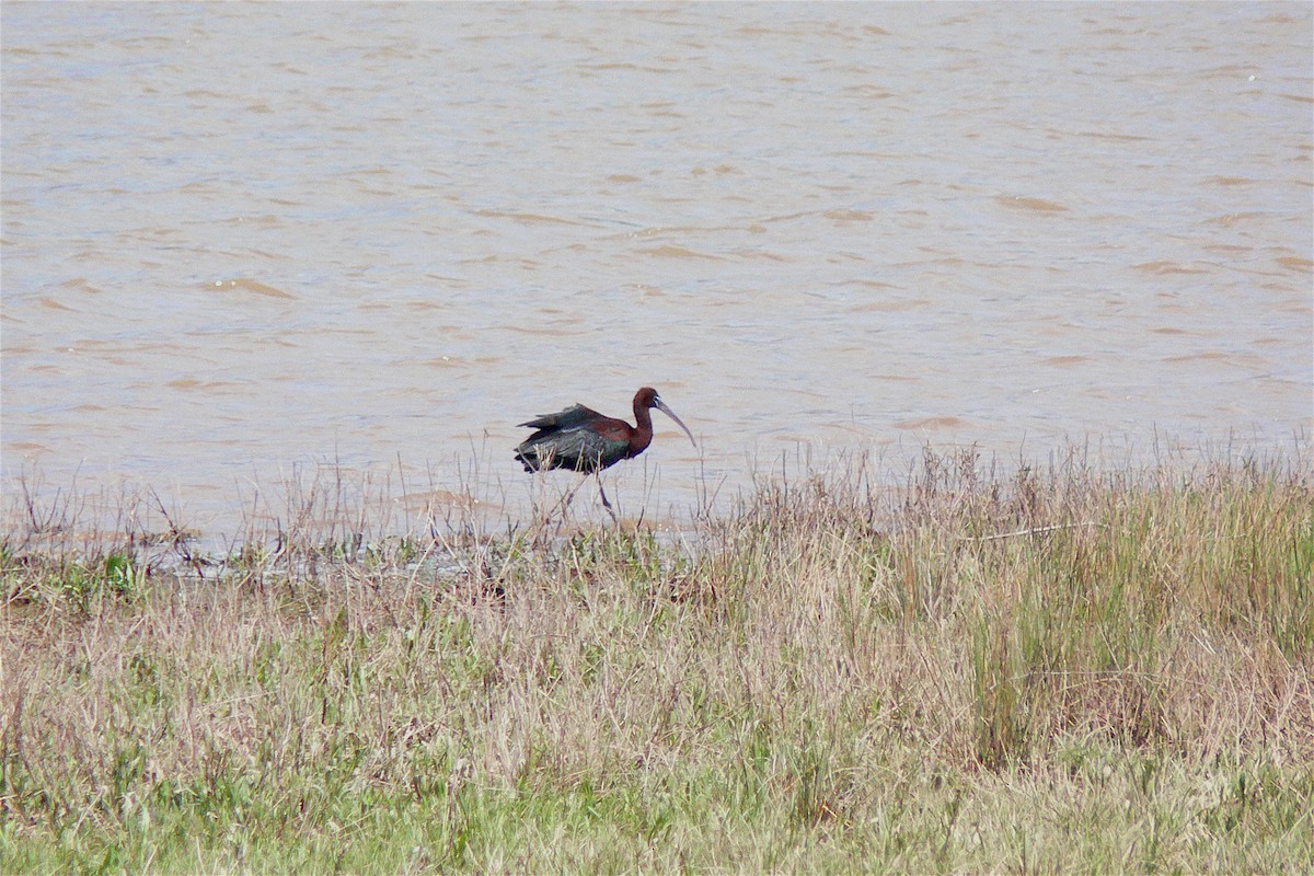 Glossy Ibis - ML126747921